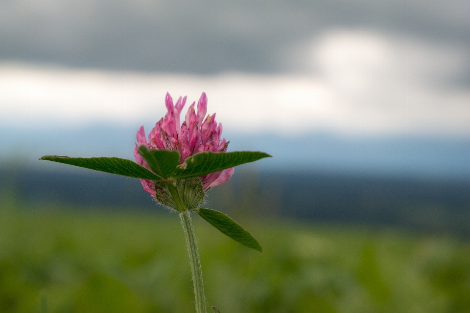 Nature grass blossom plant