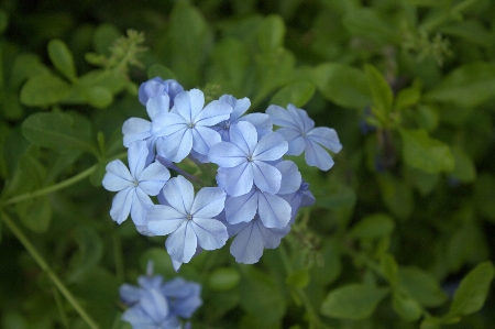 Foto Natureza florescer plantar flor