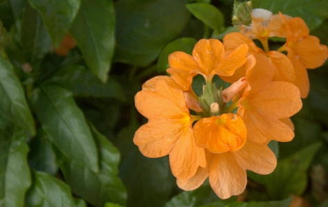 Nature blossom plant leaf Photo