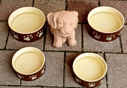 Water tea dog animal Photo