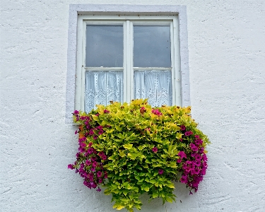 Plant flower window facade Photo