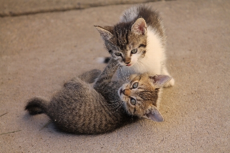 Cute kitten cat mammal Photo