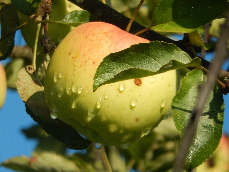 Apple arbre nature bifurquer