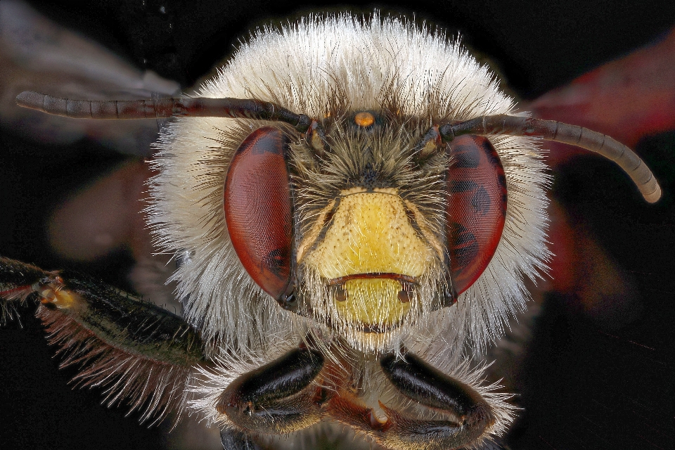 Fotografía volar masculino pico