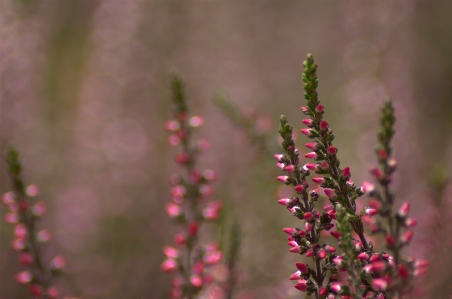 Nature grass blossom plant Photo