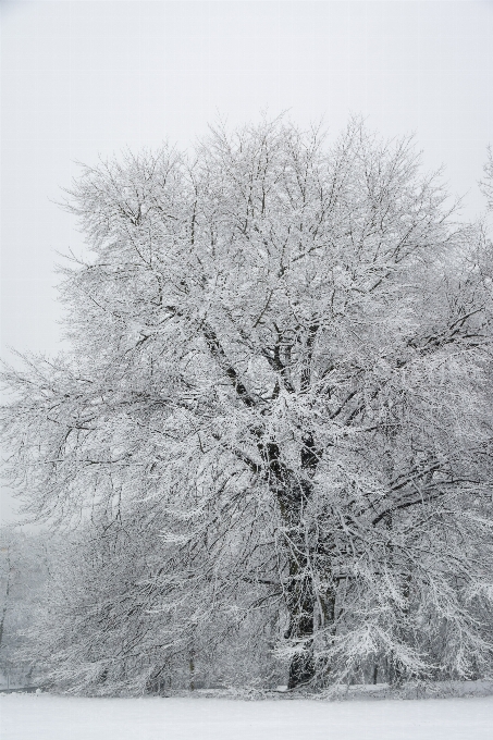 Krajobraz drzewo natura ścieżka