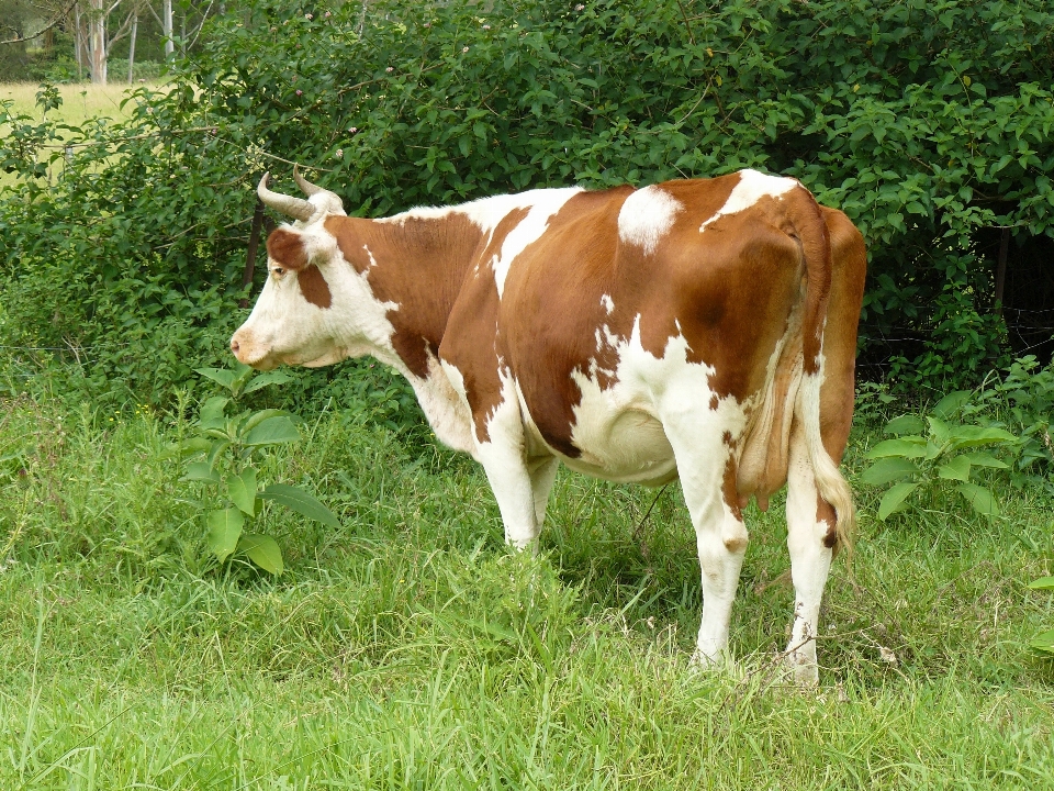 Natura erba cielo bianco