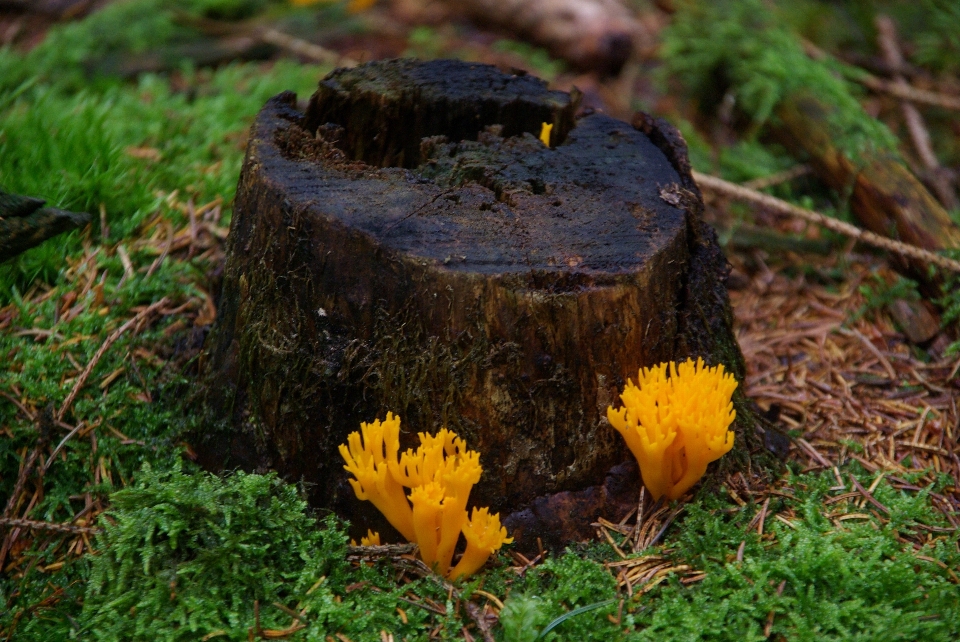 Baum natur wald gras