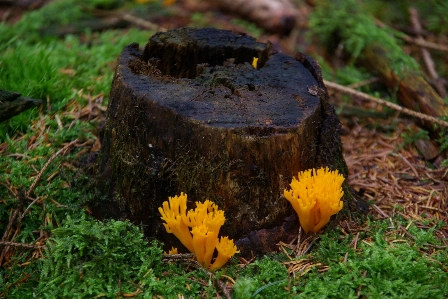 Tree nature forest grass Photo