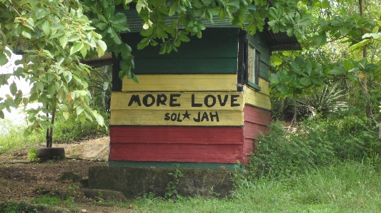 Foto Albero erba pianta casa