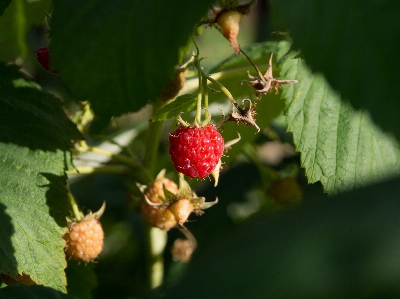 Blossom plant fruit berry Photo