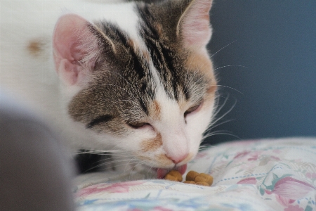 Foto Doce animal fêmea bicho de estimação