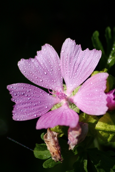 Water nature blossom drop