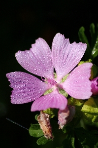 Water nature blossom drop Photo