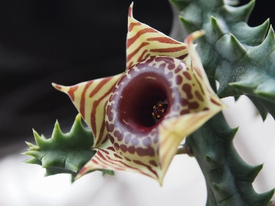 Plant fruit leaf flower Photo