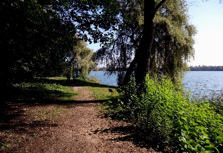 Zdjęcie Drzewo woda natura las