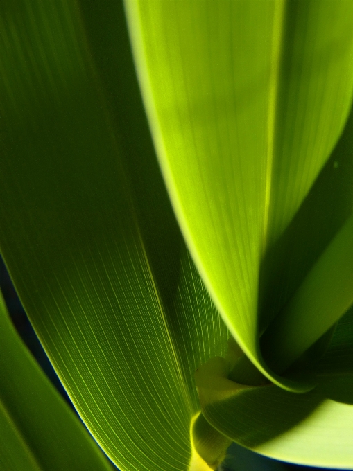 Light abstract plant sunlight