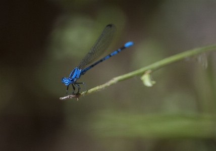 Nature wing photography wildlife Photo