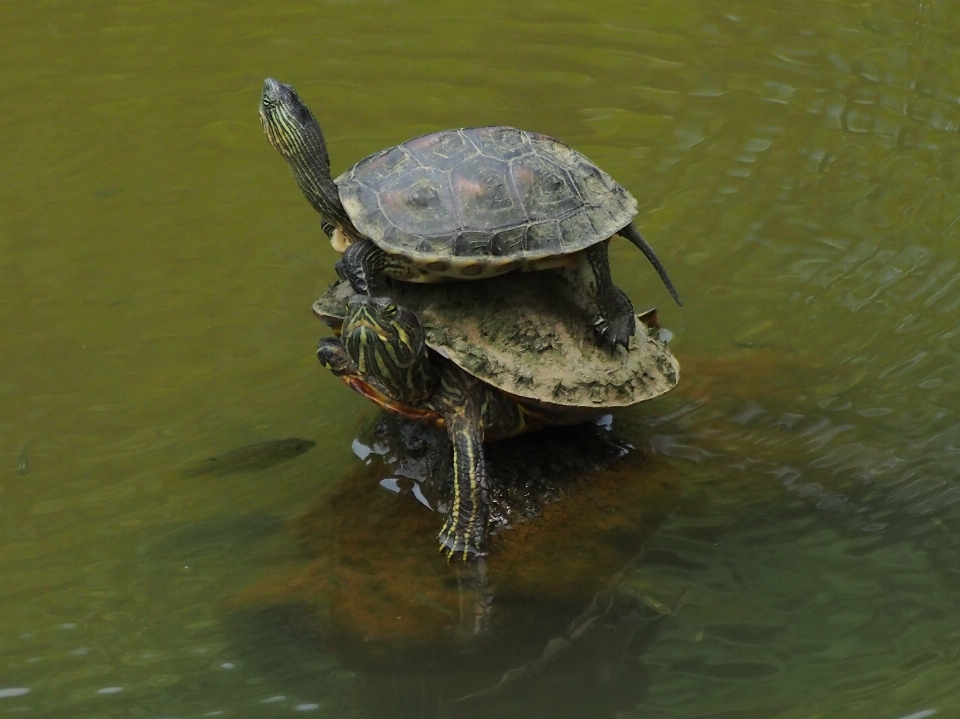 Warm tierwelt schildkröte meeresschildkröte
