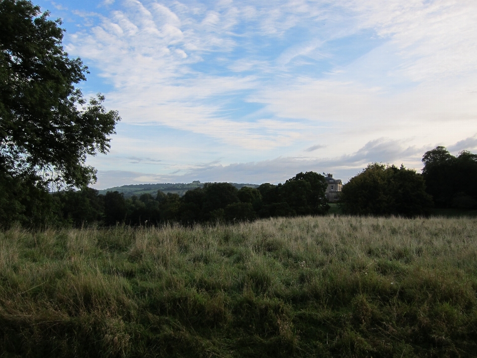 Landschaft baum natur wald