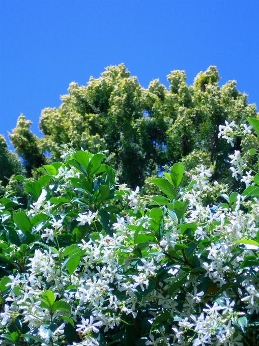 árvore natureza filial florescer