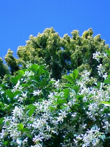 Tree nature branch blossom Photo