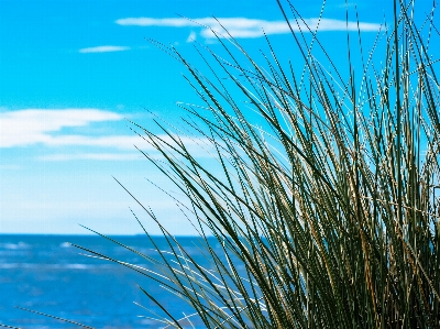 Foto Praia paisagem mar árvore