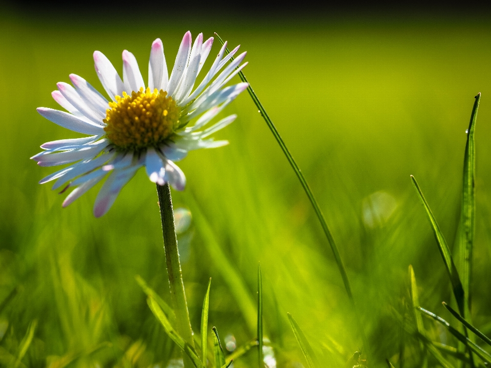 Nature grass blossom plant