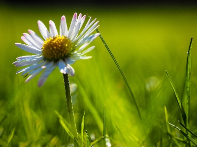 Nature grass blossom plant Photo