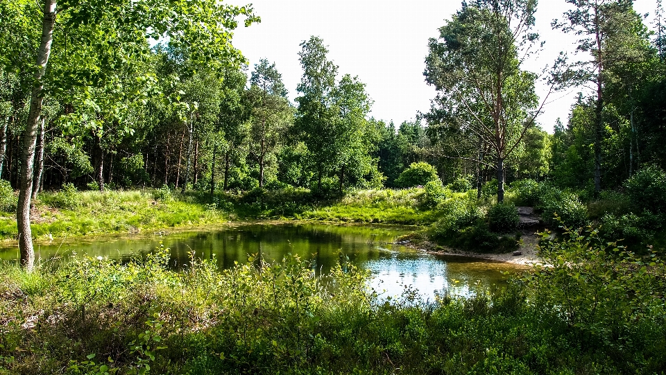 風景 木 水 自然