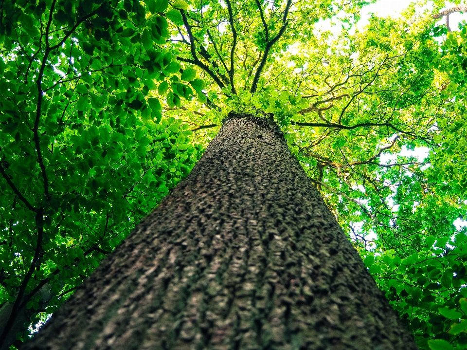 Tree nature forest light