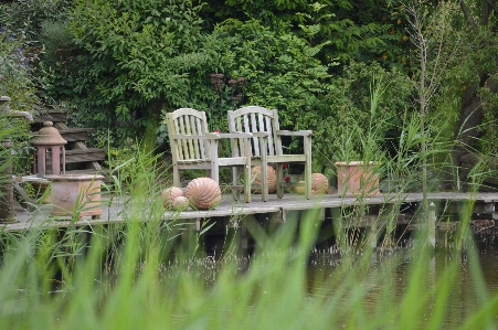 Grass wood lawn flower Photo