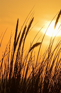 Landscape sea nature grass Photo