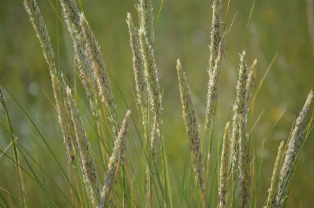 Foto Alam rumput tanaman bidang