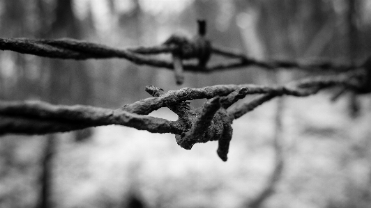 Photo Arbre nature bifurquer neige