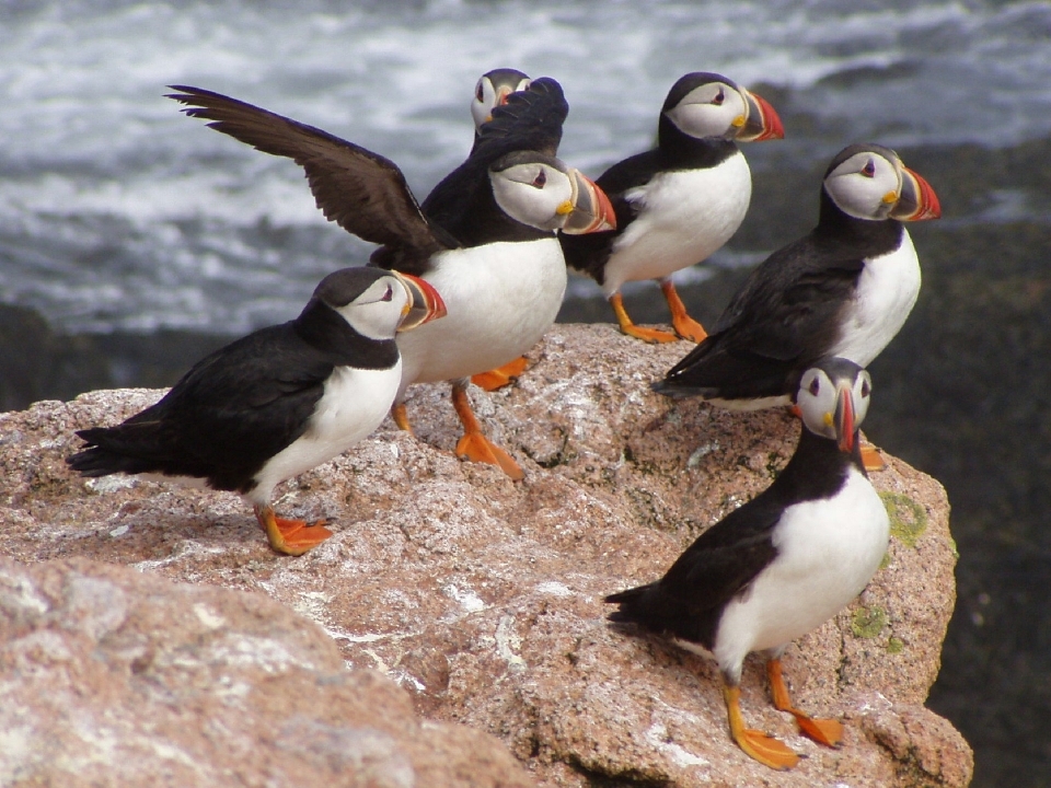 Mer nature rock oiseau