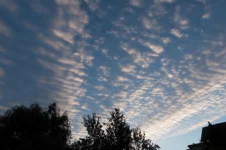 Tree horizon cloud sky Photo