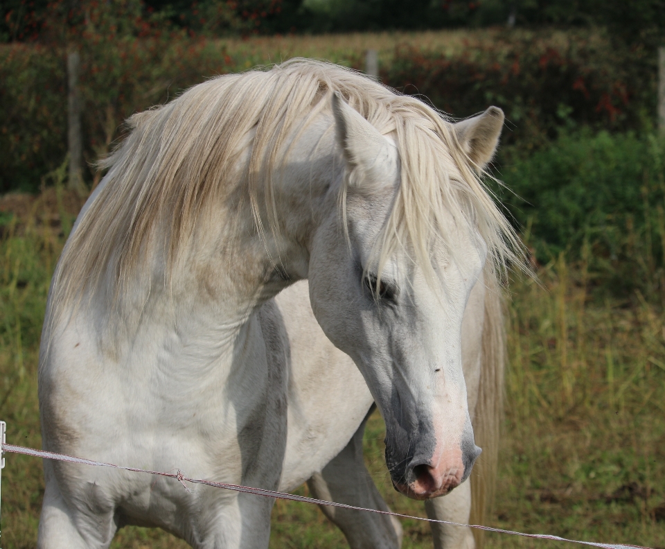 Pasture grazing horse mammal