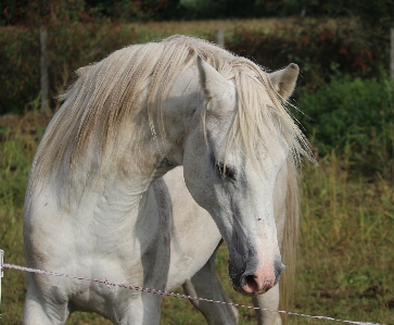 Pasture grazing horse mammal Photo