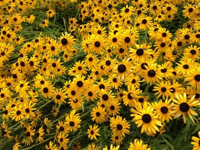 Plant field meadow flower Photo