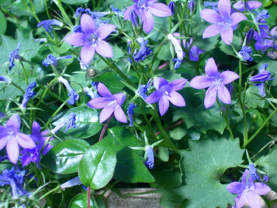 Nature usine fleur été