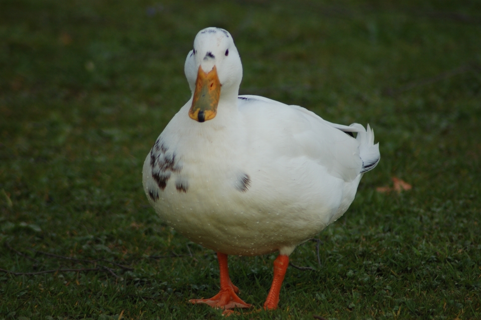 Oiseau aile faune le bec