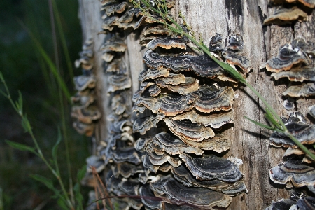 Foto árvore natureza floresta plantar