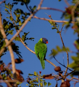 Tree nature branch bird Photo