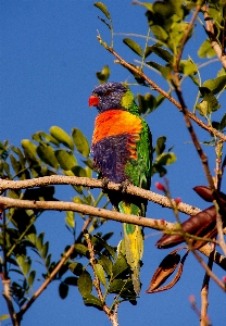 Tree nature branch bird Photo