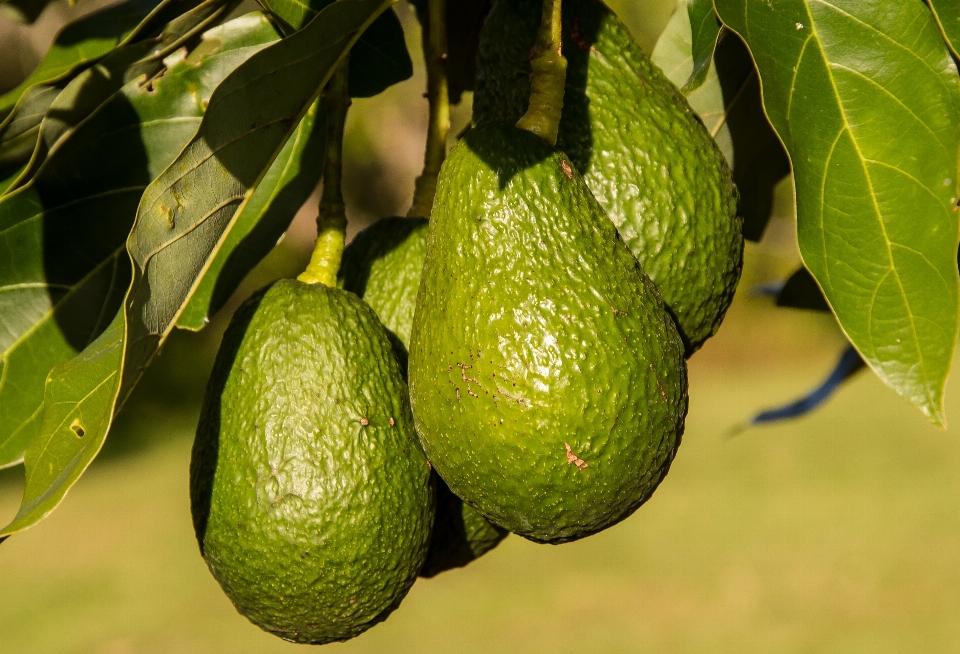 Tree plant bunch fruit