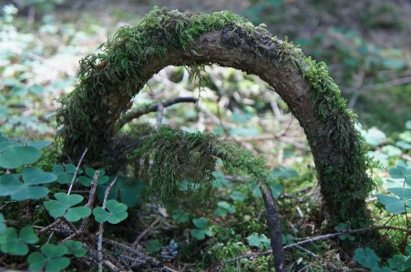 Tree forest branch plant Photo