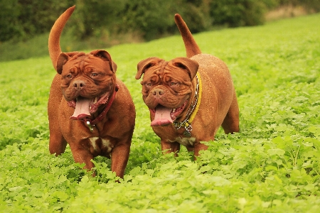 自然 草 子犬 犬 写真