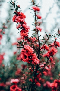 Tree nature outdoor branch Photo