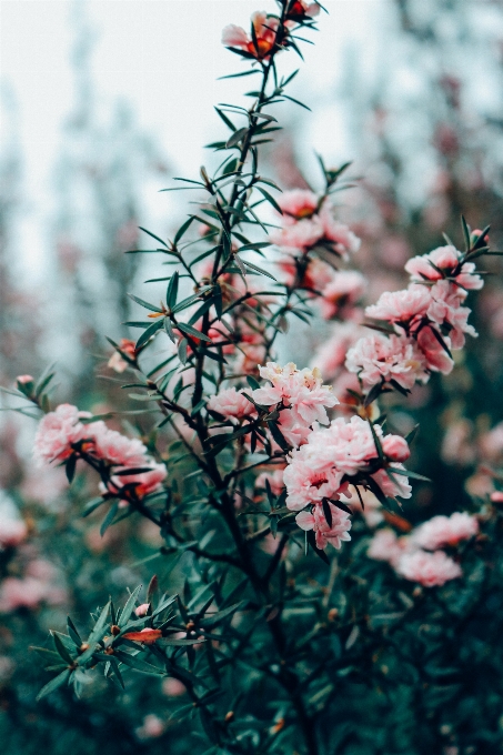 Arbre nature bifurquer fleurir